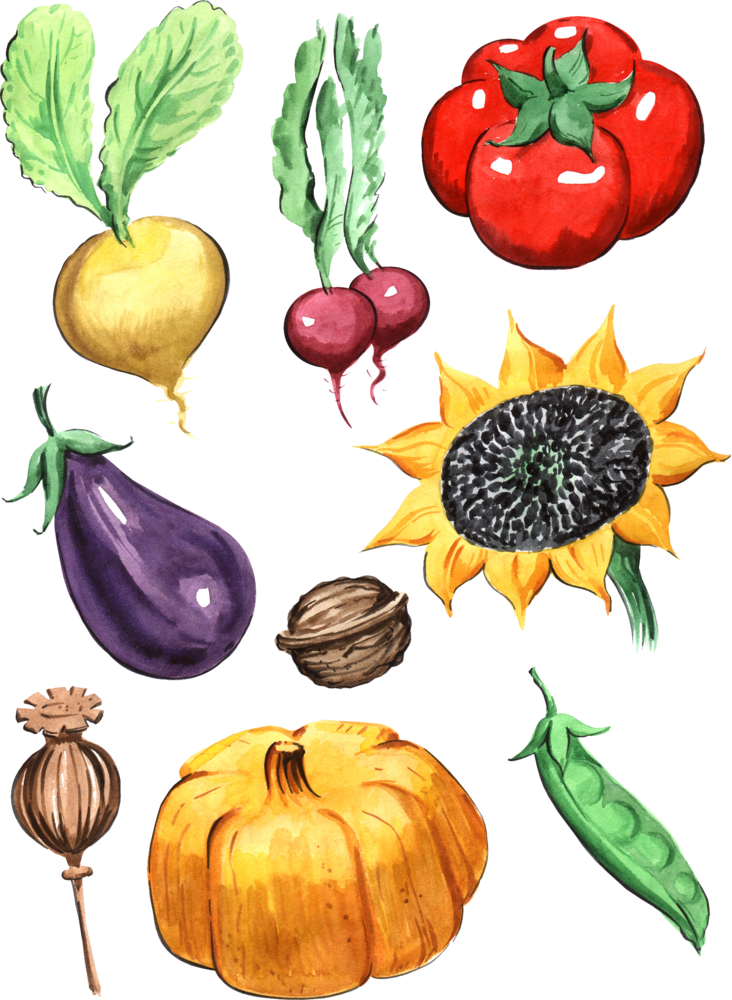 Овощи картинки для детей. Овощи для детей. Изображение овощей для детей. Фрукты и овощи в детском саду. Нарисовать фрукты и овощи.
