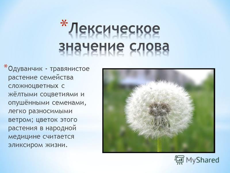 Одуванчик группа растений 3 класс. Самое интересное о одуванчике. Факты о одуванчиках. Легенда об одуванчике. Значение слова одуванчик.