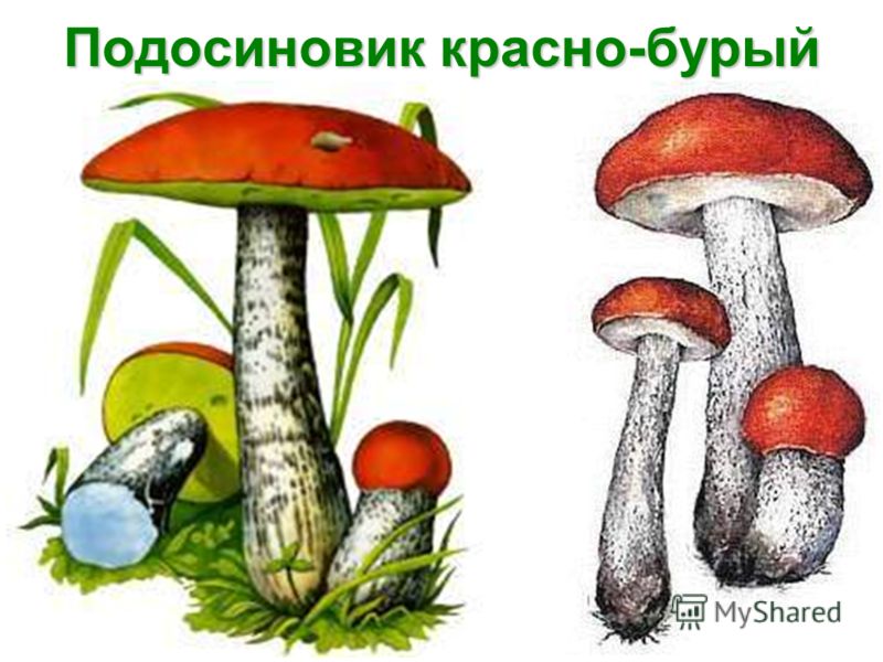 Подосиновик рисунок для детей