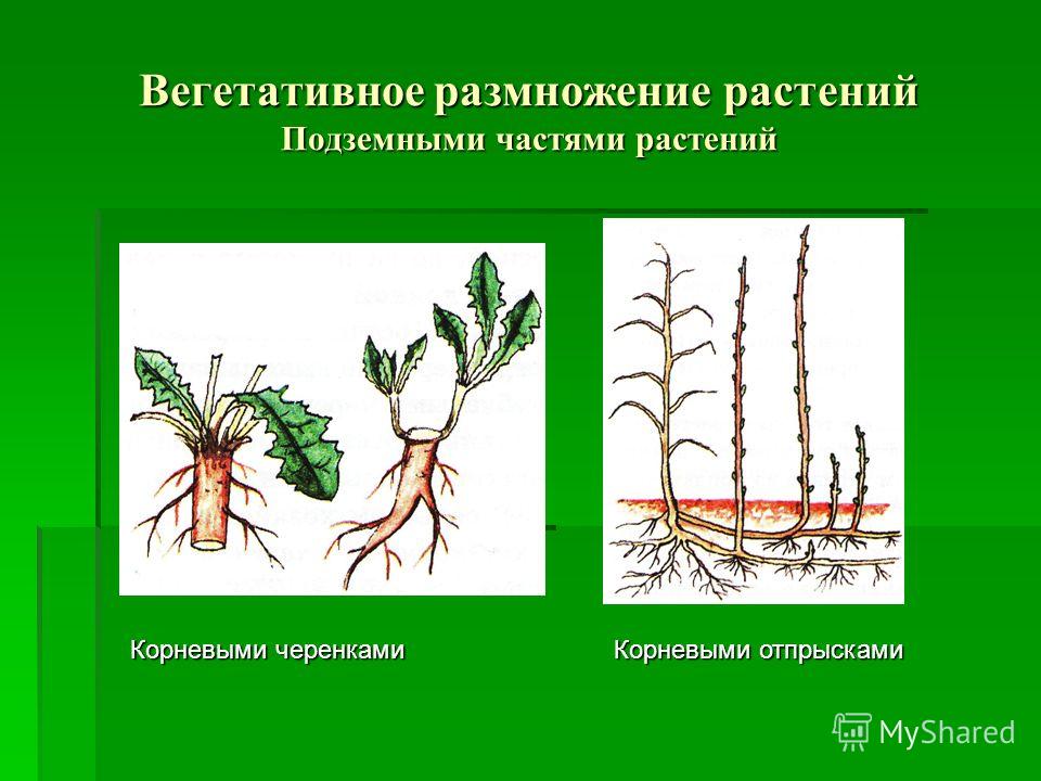 Вегетативное. Вегетативное размножение корневыми черенками. Размножение корневищем вегетативное размножение. Вегетативное размножение корневыми отпрысками. Вегетативное размножение отводками черенка.