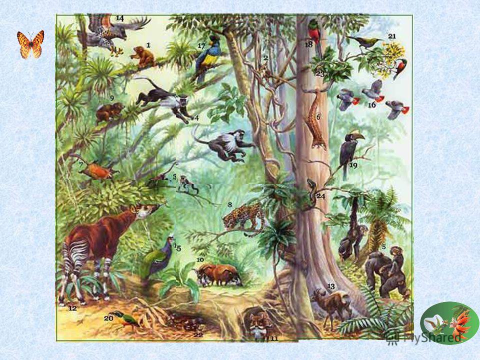 Природное сообщество лес ярусы. Ярусность тропического леса. Ярусность лесного биоценоза. Этажи леса для дошкольников. Обитатели тропического леса для детей.
