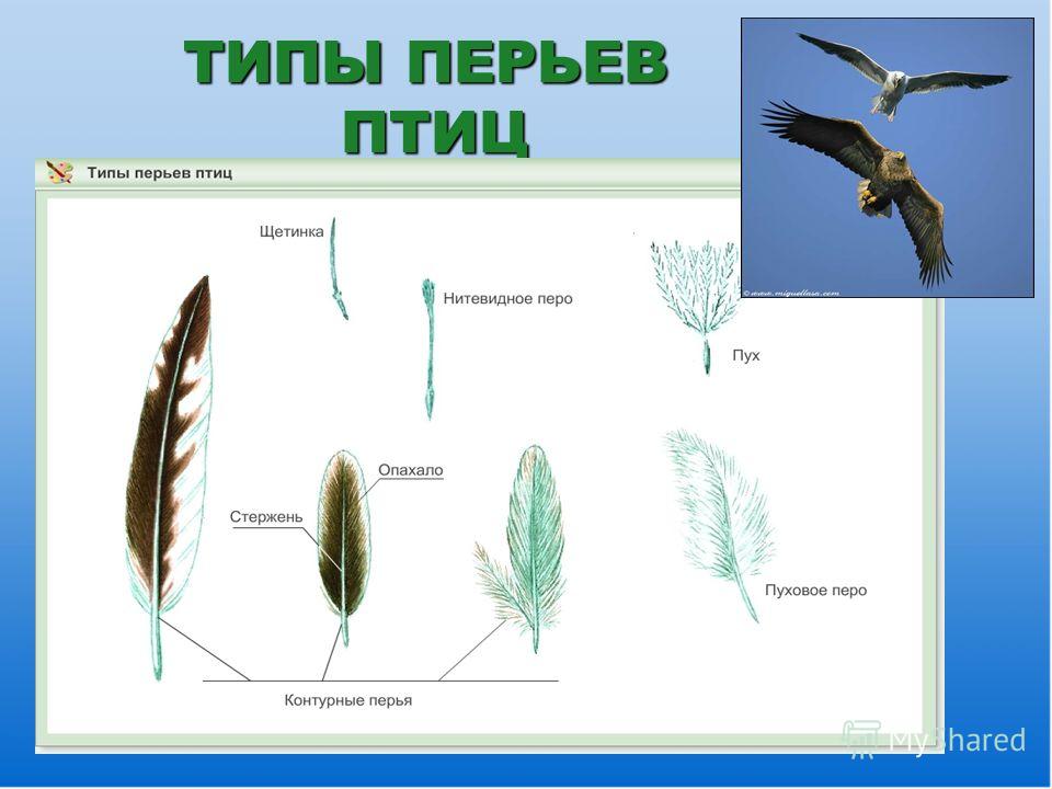 Рисунок пера птицы 1 класс