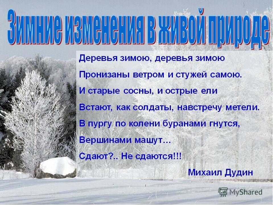 Какие явления неживой природы можно наблюдать зимой. Явления живой природы зимой. Явления живой и неживой природы зимой. Явления живой природы зимой 2 класс. Изменения в живой природе зимой.