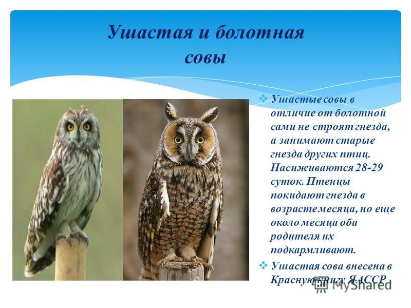 Сравните внешний вид совы и воробья. Сова Филин неясыть отличия. Чем отличается Сова от Филина. Чем отличается Филин от Совы. Ушастая Сова красная книга.