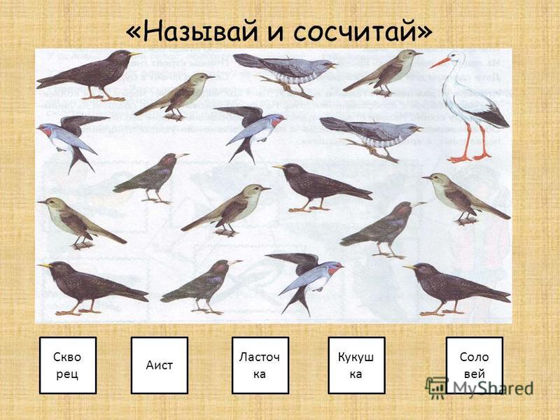 Конспект логопедического занятия перелетные птицы. Перелетные птицы счет. Сосчитай перелетных птиц. Перелетные птицы для детей средней группы. Математика перелетные птицы.