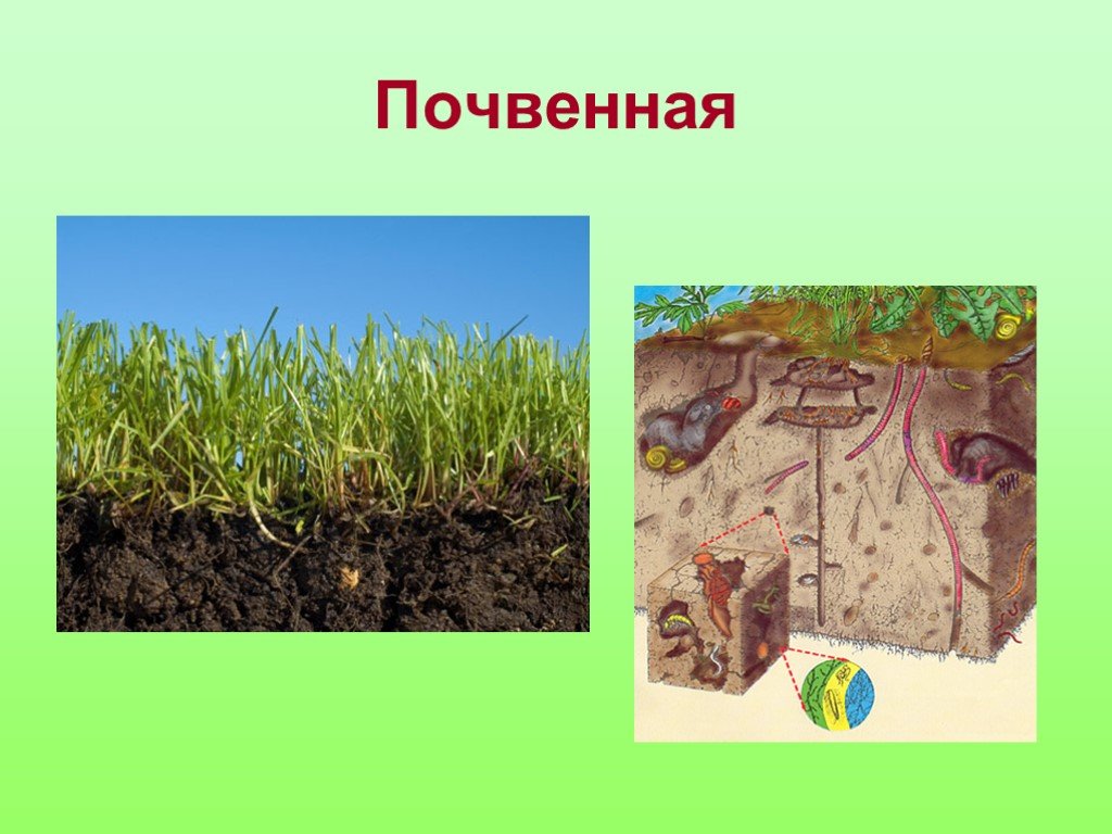 Какие растения живут в почве. Растения живущие в почве. Почвенная среда. Почвенная неделя. Почвенная среда жизни растения.