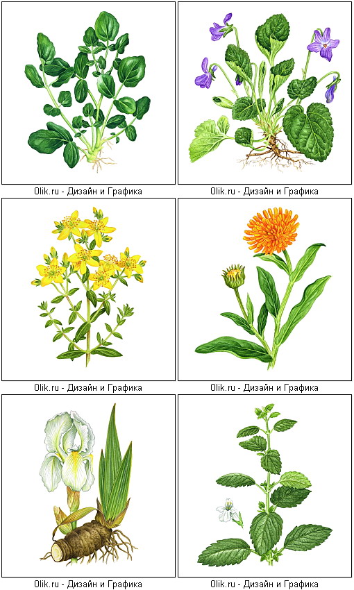 Лекарственные растения для дошкольников в картинках с описанием