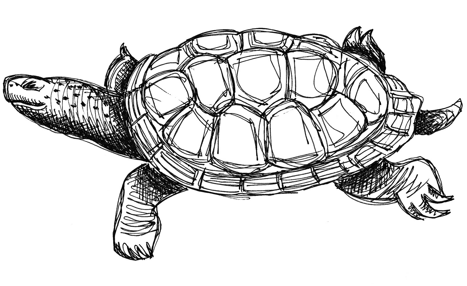 Рисунки для черепахи