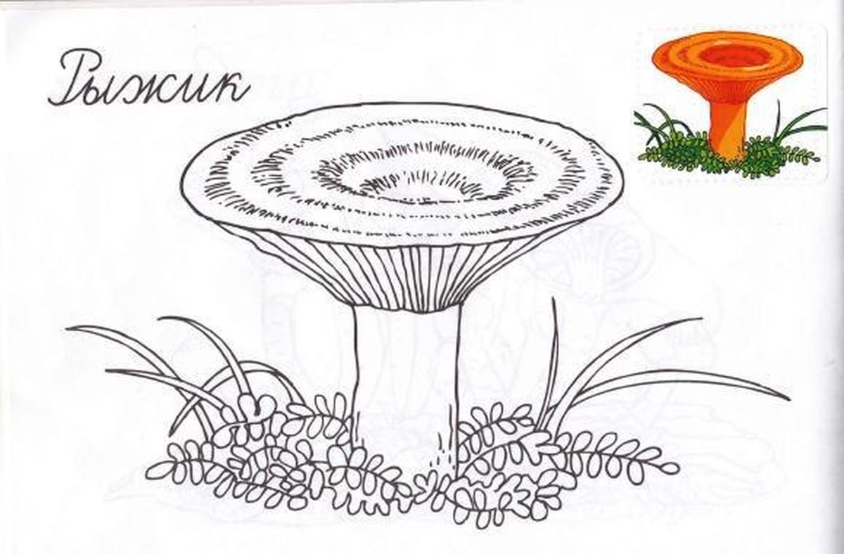 Раскраска гриб волнушка