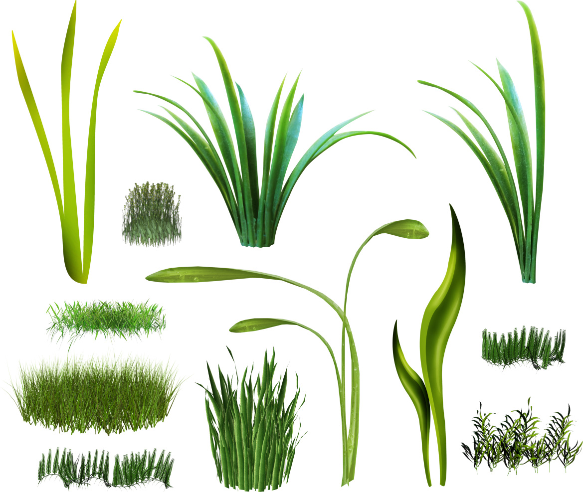 Grass plant. Трава рисунок. Растения на прозрачном фоне. Векторные растения. Стилизованная трава.