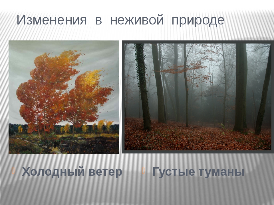 Осеннего неживой природы. Осенние изменения в природе. Сезонные изменения в природе осень. Осенние изменения в живой природе. Осенние изменения в неживой природе.