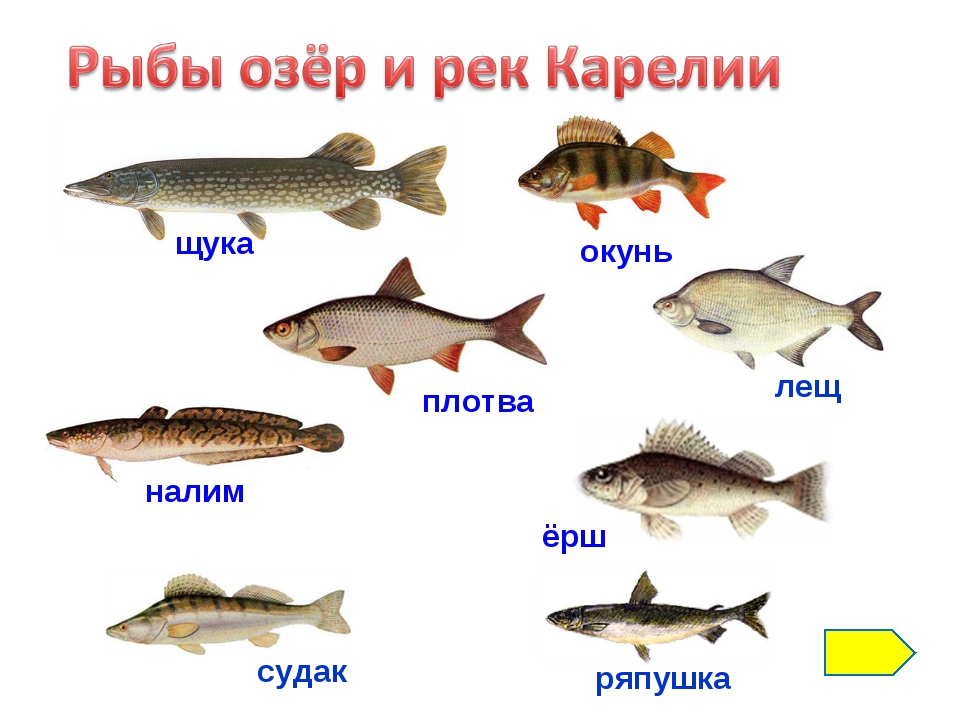 Речные рыбки картинки для детей с названиями