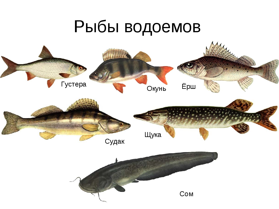 Узнать рыбу по картинке