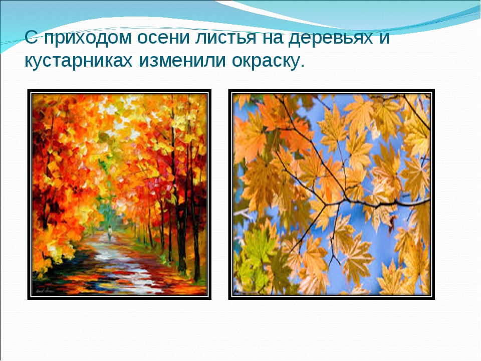 Изменение природы с приходом осени. С приходом осени листья. Деревья и кустарники осенью окружающий мир. Деревья и кустарники осенью 2 класс. Изменение окраски у деревьев.