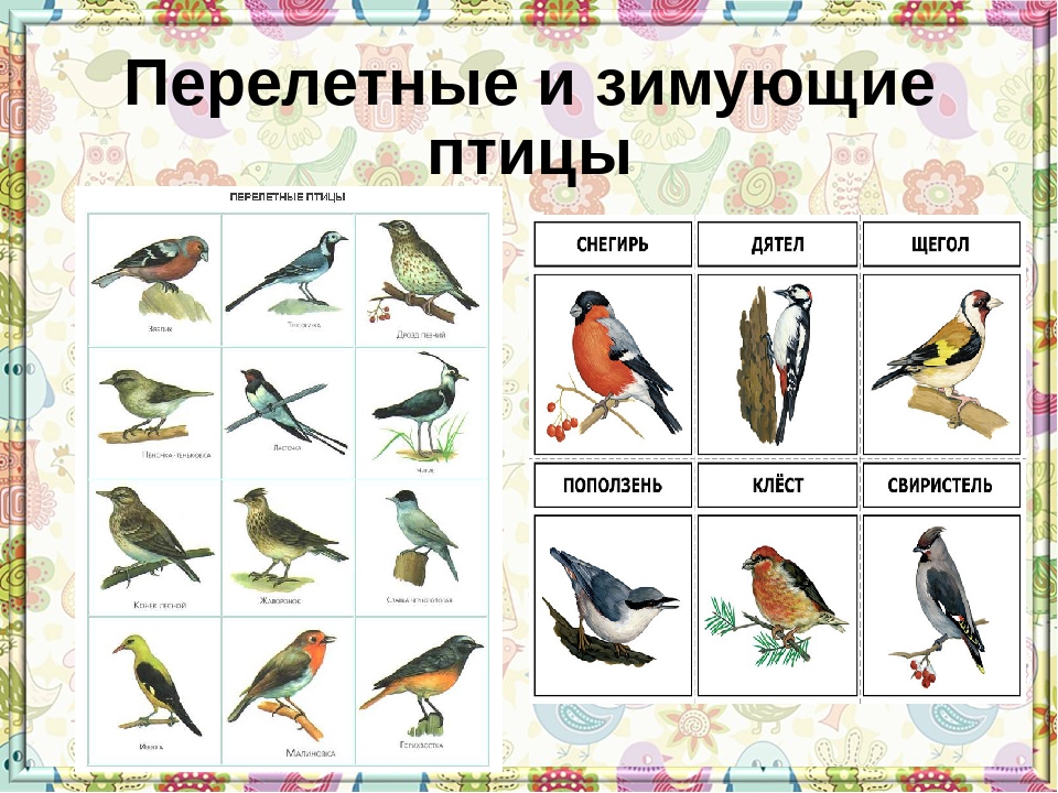 Птицы белоруссии фото с названиями перелетные