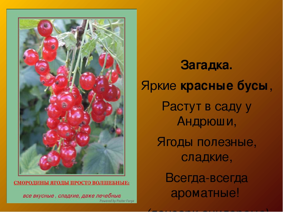 Красный стих. Смородина загадка. Загадка про смородину. Загадка о смородине для детей. Загадка про смородину для детей.