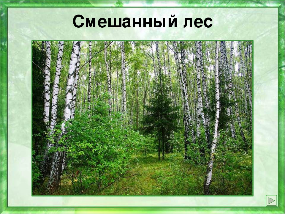 Богатства нашей родины. Смешанный лес. Смешанный лес России. Лес для презентации. Вид смешанного леса.