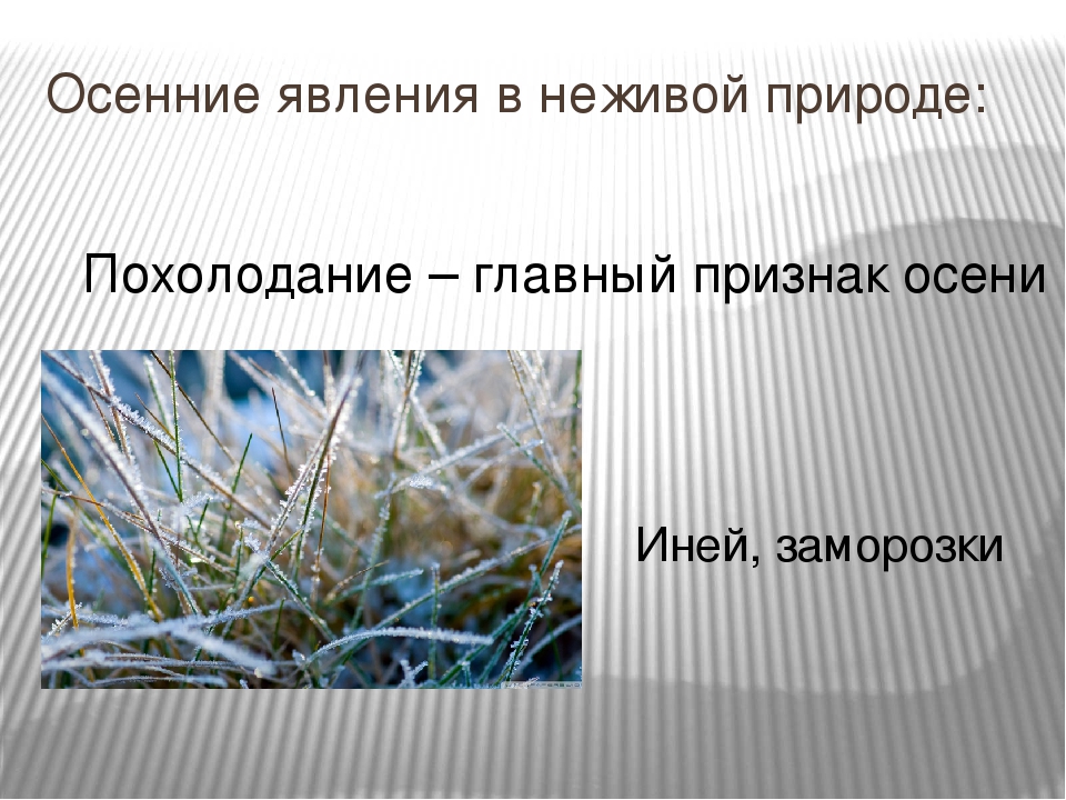 Осенние явления в неживой и живой природе. Явления неживой природы осенью. Осенние явления природы в неживой природе. Явления неживой природы осенью 2 класс. Явления в мире неживой природы 2 класс.