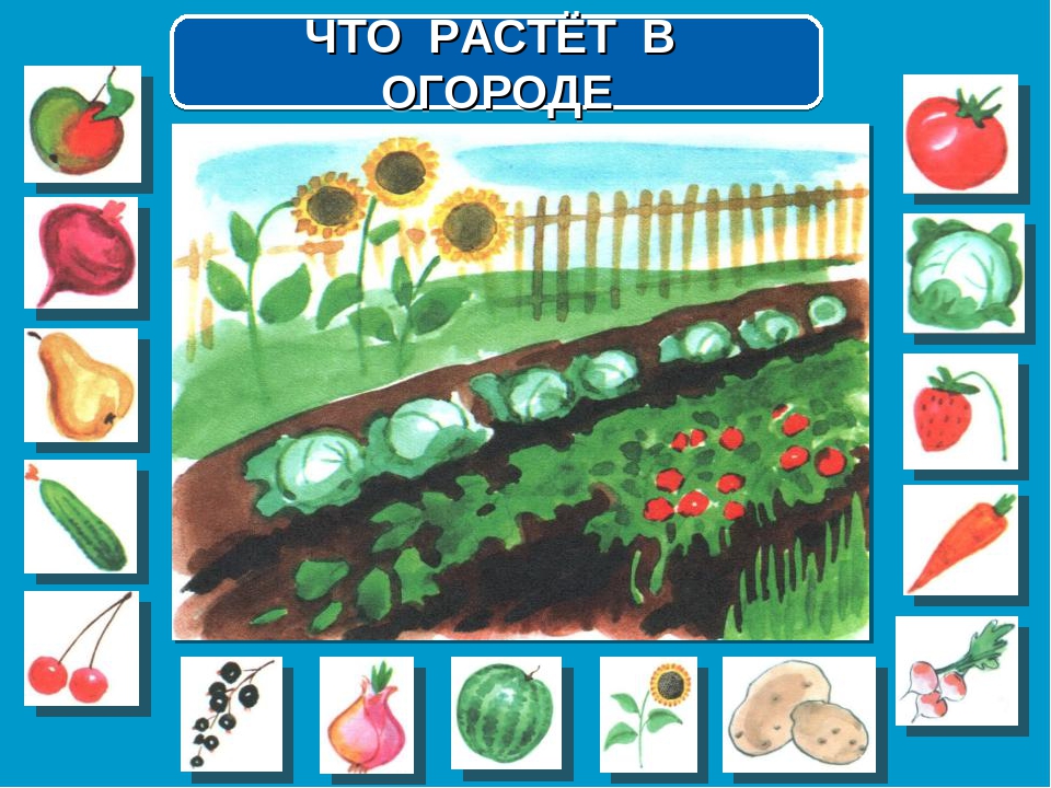 Росло на огороде. Что растет в огороде?. Игра что растет на грядке. Что растет в городе. Что растет в огороде для детей.