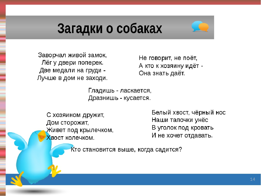 Загадки про для детей 3 4. Загадки о собаке для детей 1 класса. Загадка про собаку 3 класс. Загадка про собачку для детей 5-6. Загадка про пса.