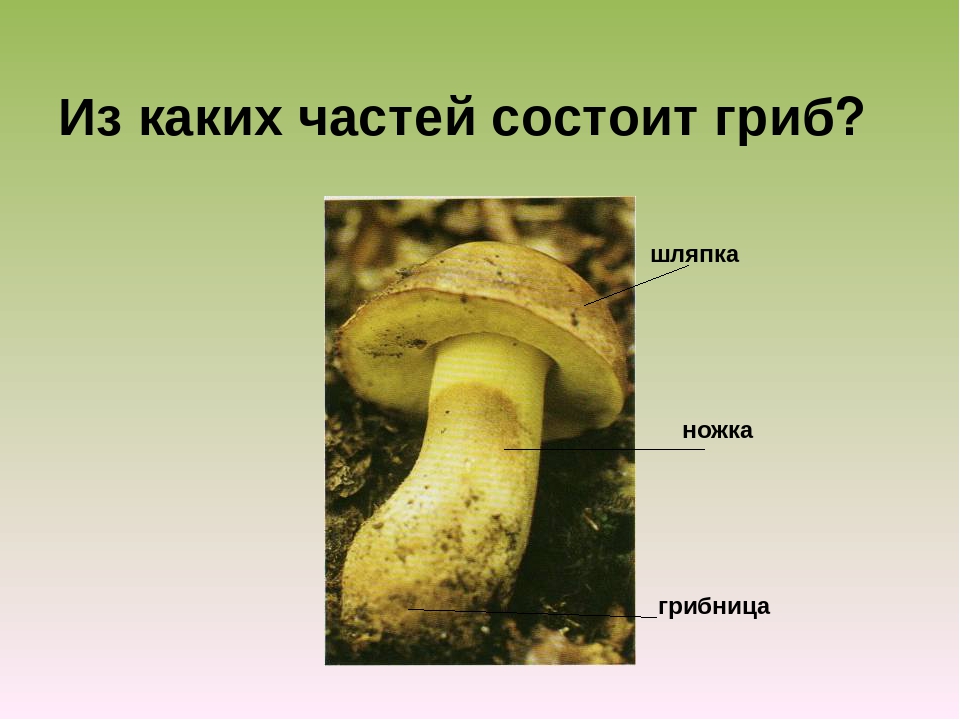Главная часть любого гриба. Шляпка ножка грибница. Грибы 2 класс окружающий мир. Из каких частей состоит гриб для дошкольников. Ножка гриба состоит из.