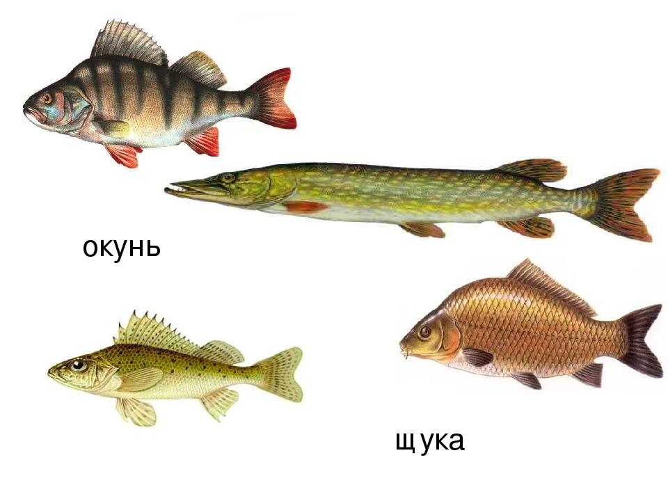 Какие отношения между щукой и окунем. Речные рыбы для детей. Рыбы в реке для детей. Карточки Пресноводные рыбы. Речные рыбы названия для детей.
