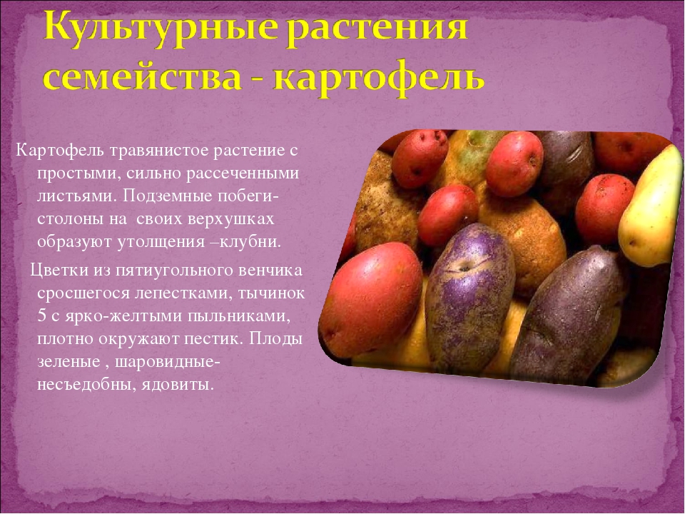 Напиши картофель. Картофель культурное растение. Культурные растения картошка. Картофель класс растений. Культурное растение картофель описание.