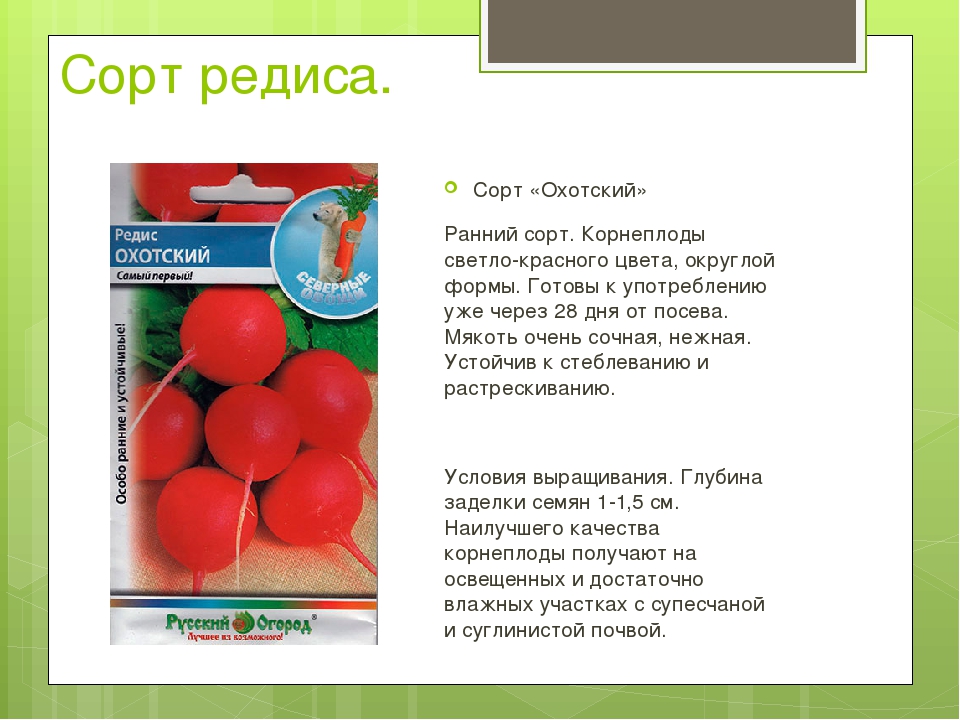 Кто красит редиску. Редис презентация для детей. Стихотворение про редиску для детей. Редис описание характеристика. Загадка про редиску.