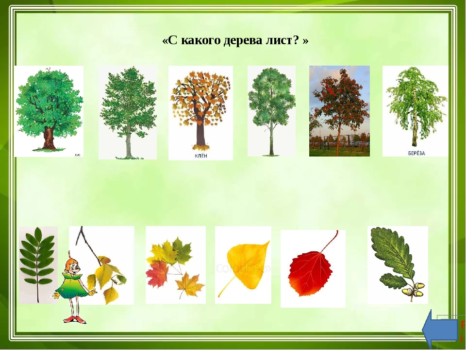 Средняя группа занятие мир природы. Деревья старшая группа. С какого дерева лист. Дерево для детсада. Деревья для дошкольников.