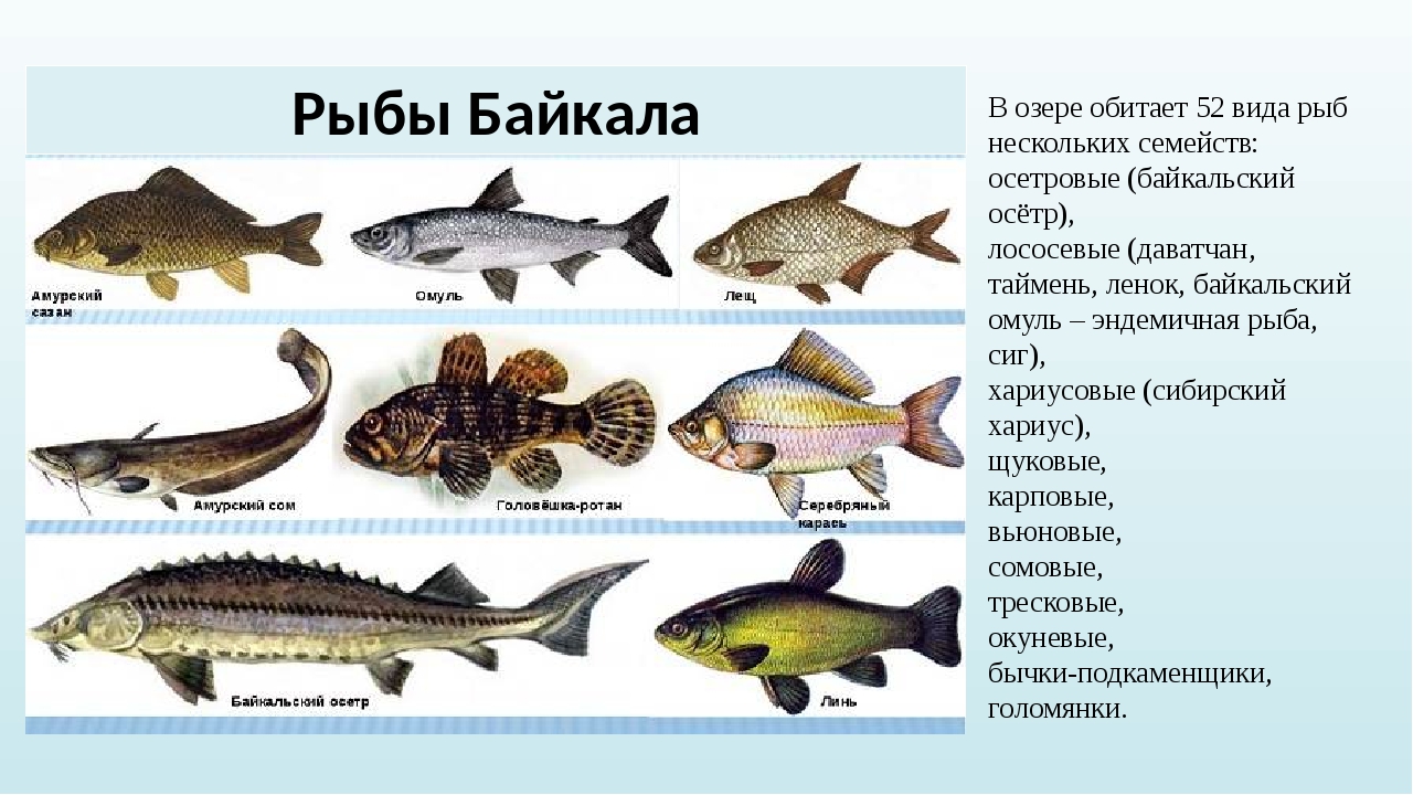 Рыба семейства буквы