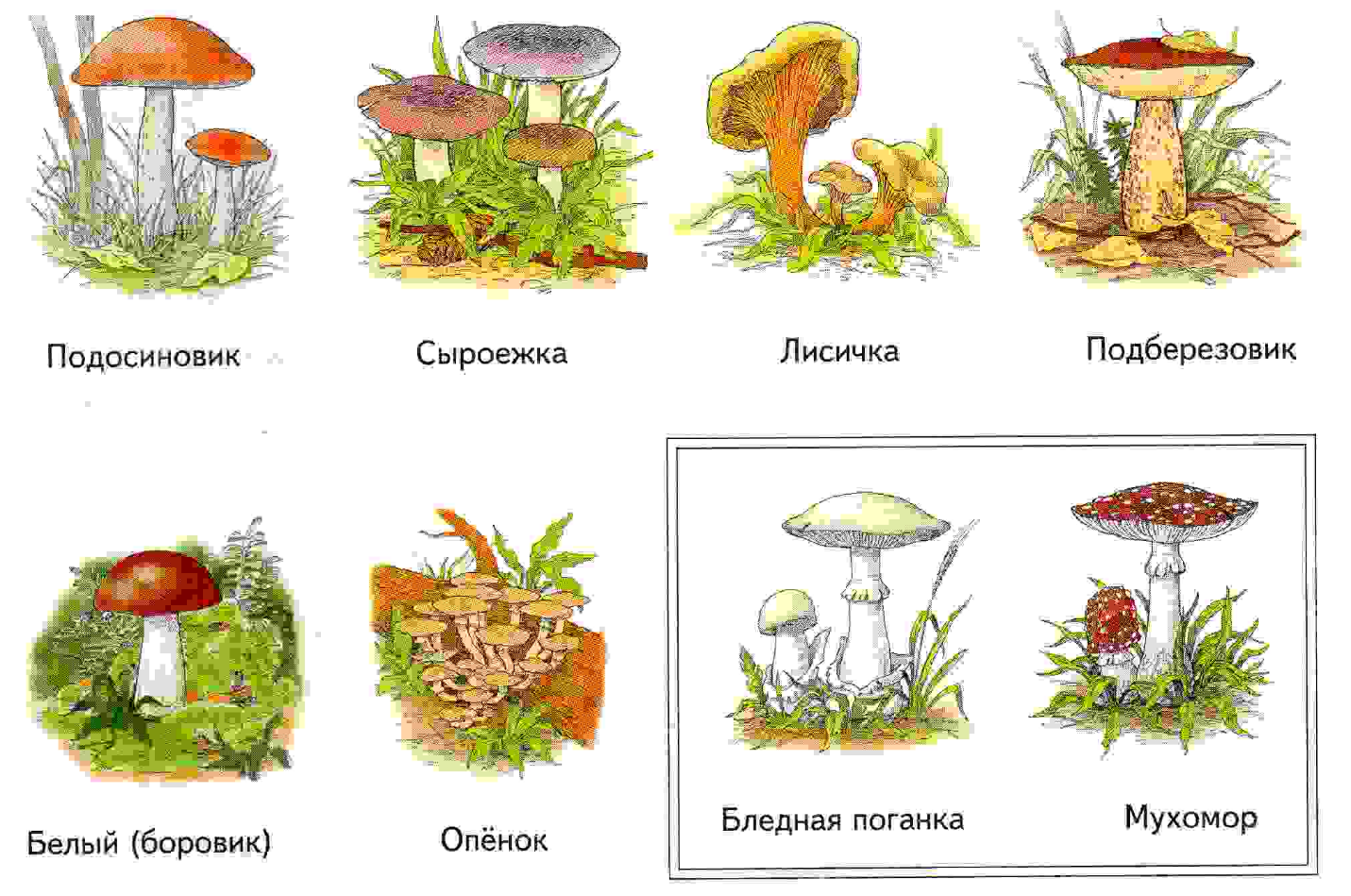 Лексическая тема грибы Теремкова