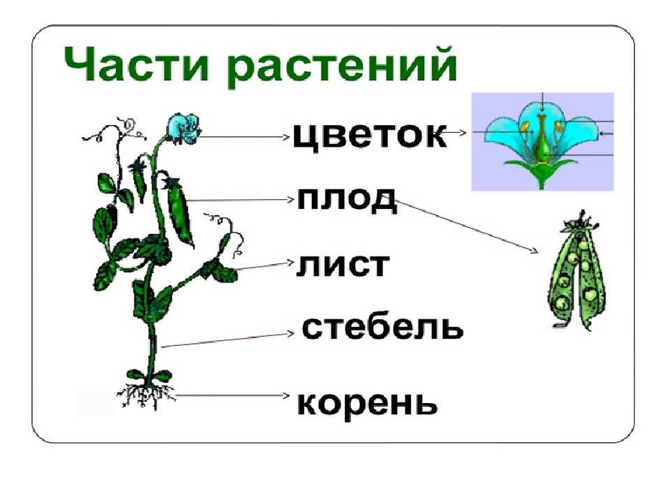 Окружающий мир 1 класс плешаков части растений