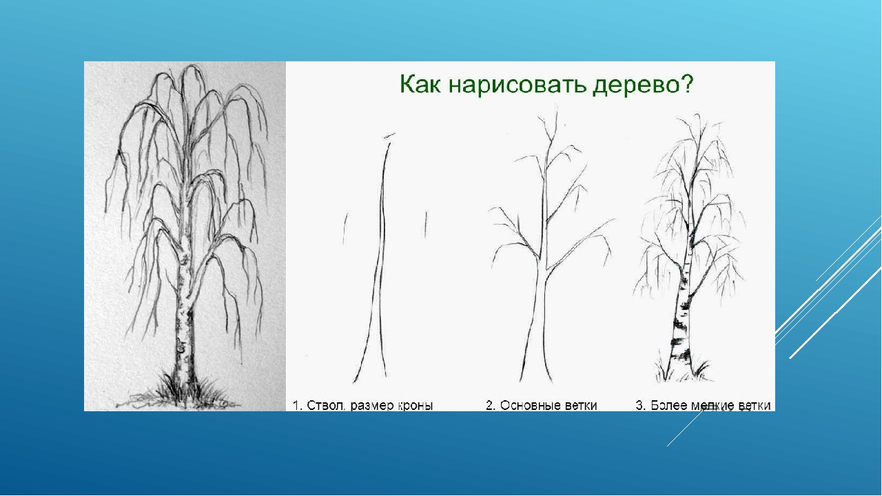 Как нарисовать дерево поэтапно