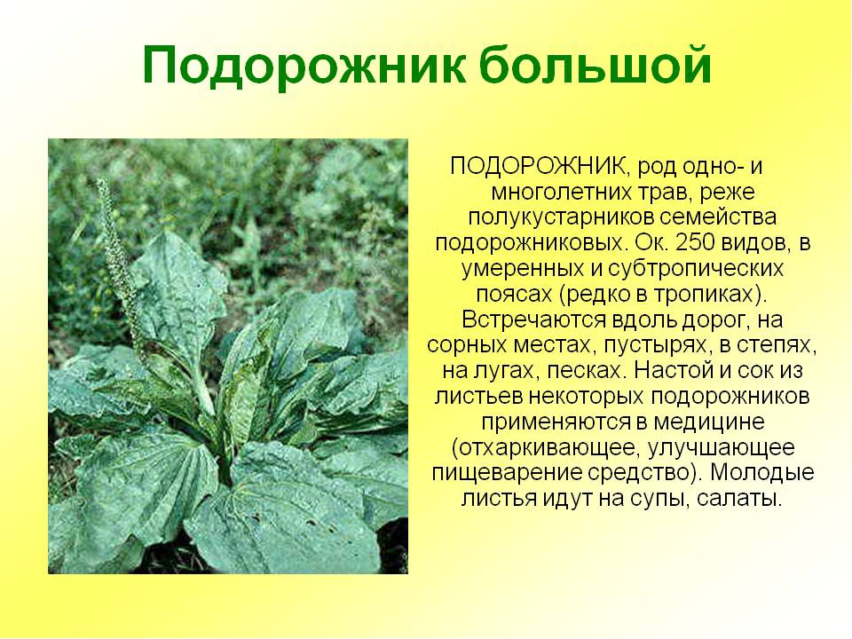 Подорожник доклад. Подорожник лекарственное растение. Презентация на тему лекарственные растения. Сообщение о лекарственном растении. Растения для презентации.
