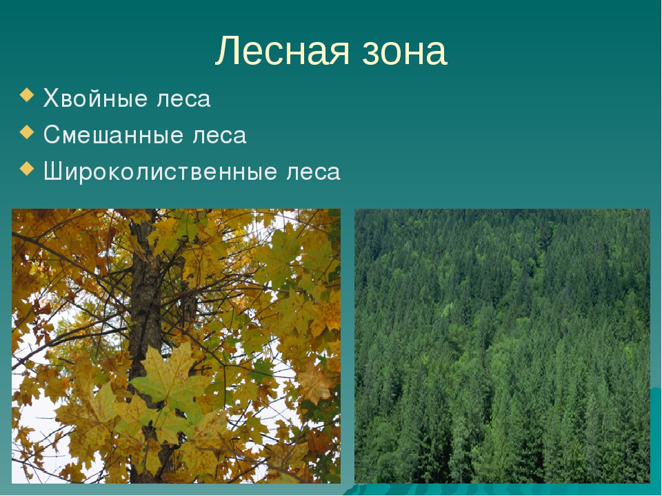 Широколиственные леса относительно морей и океанов. Широколиственно Лесная зона. Хвойные смешанные широколиственные леса России. Зона лесов для детей. Природная зона смешанных лесов.