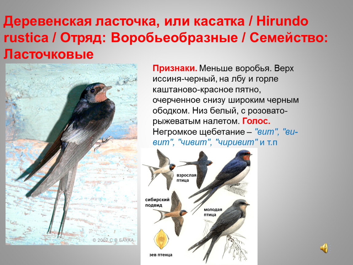 Где живут ласточки в природе. Деревенская Ласточка описание. Деревенская Ласточка Касатка. Образ жизни ласточки. Описание ласточки.