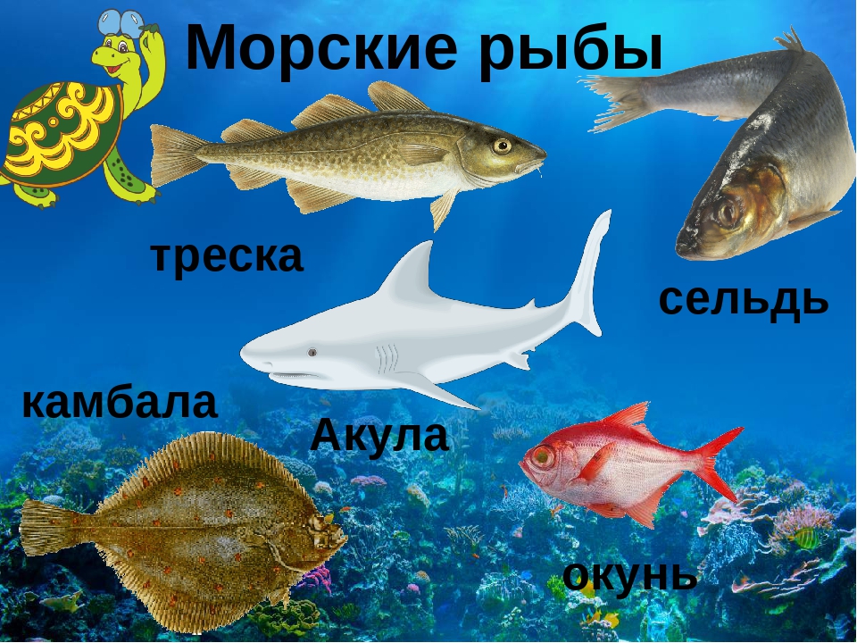 Речные рыбки картинки для детей с названиями