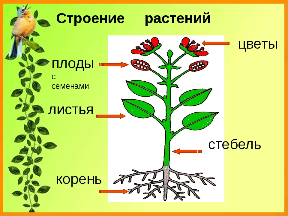 Картинка строение растения