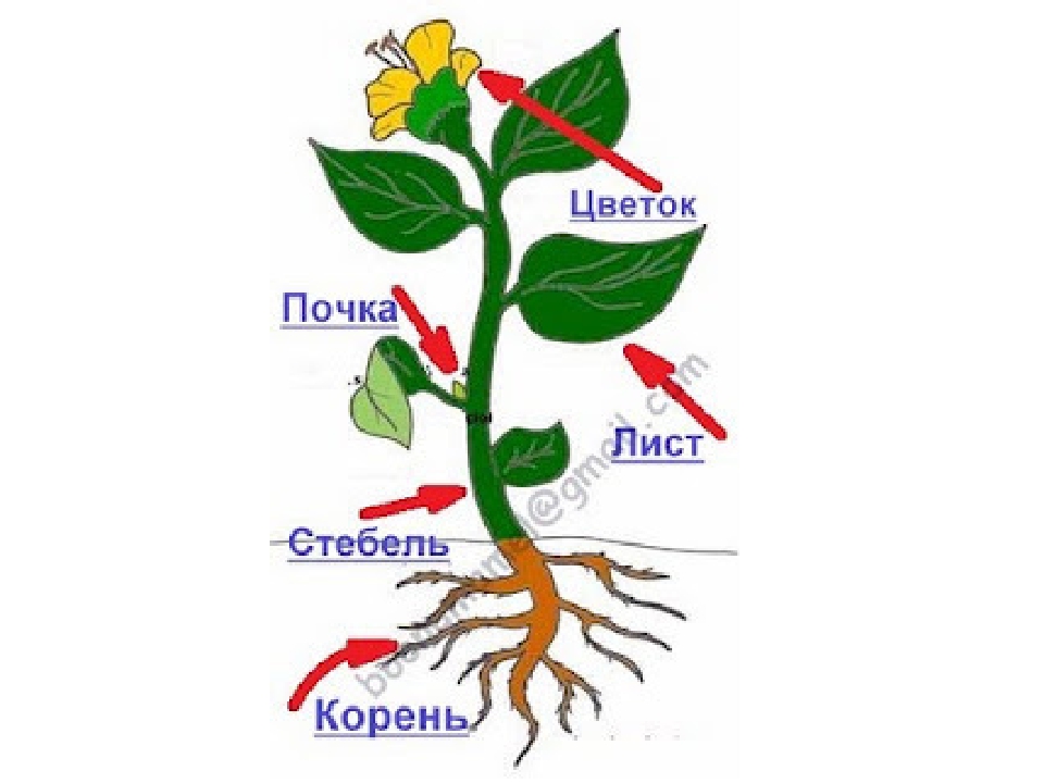 Картинки строение цветка для дошкольников картинки