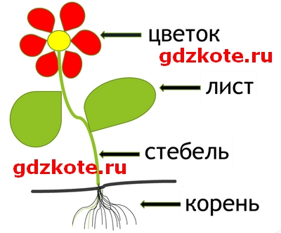 Части цветка картинка для детей