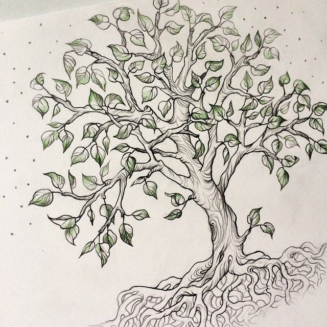 Цветущая ветка яблони рисунок карандашом