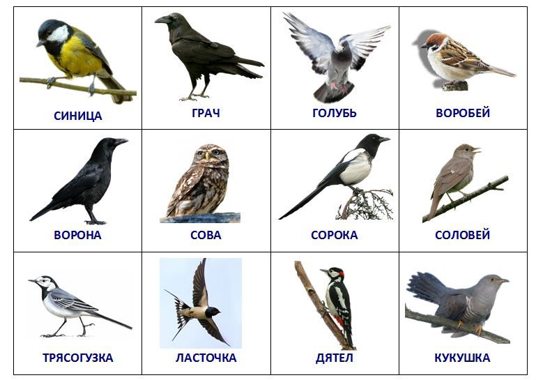 Птицы москвы фото с названиями весной