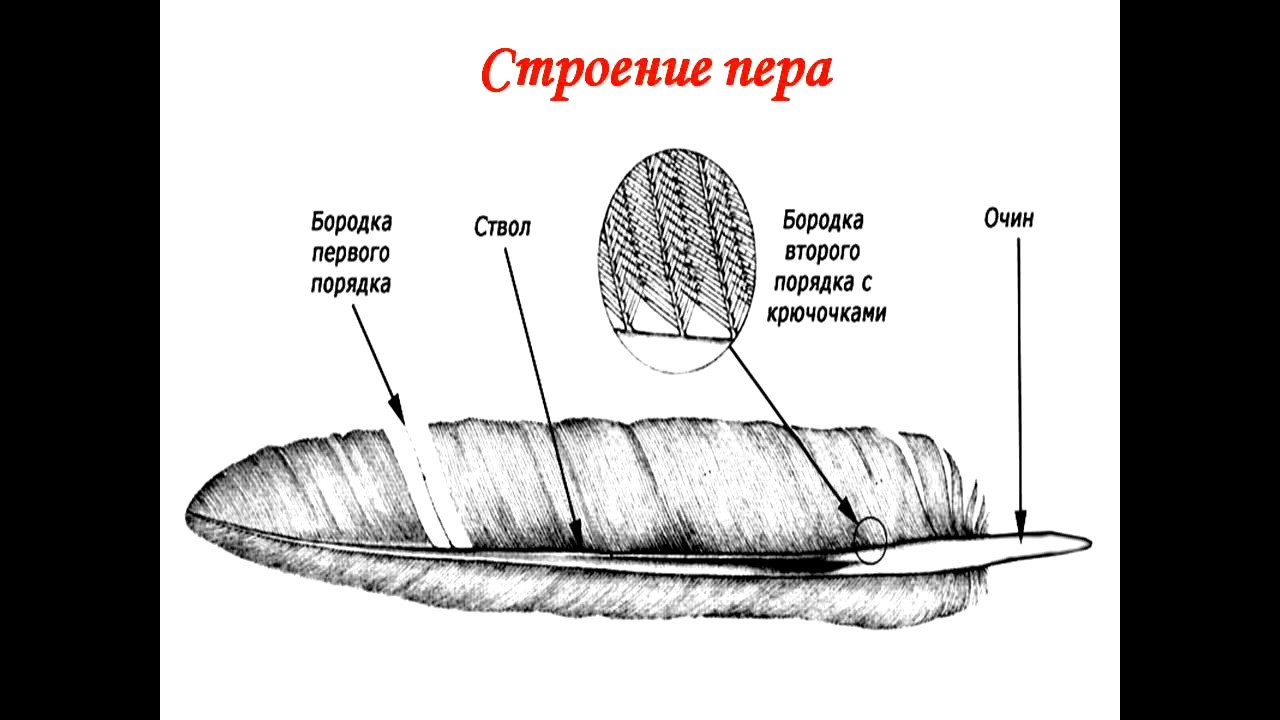 Размеры контурного пера. Внутреннее строение пера птицы. Перо строение. Строение контурного пера. Перья птиц ЕГЭ.