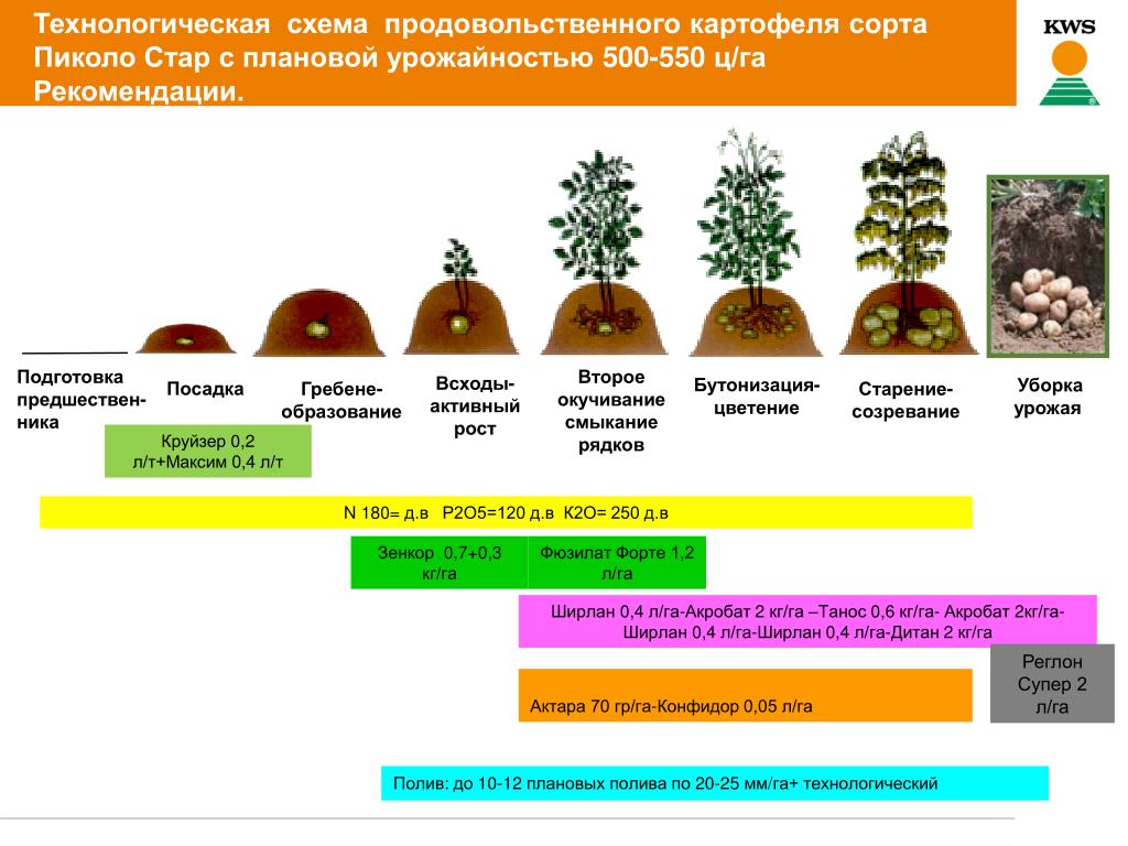 Как растет картофель схема