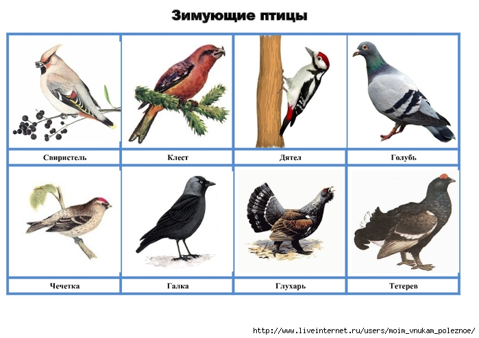 Птицы наших лесов фото с названиями и описанием для детей