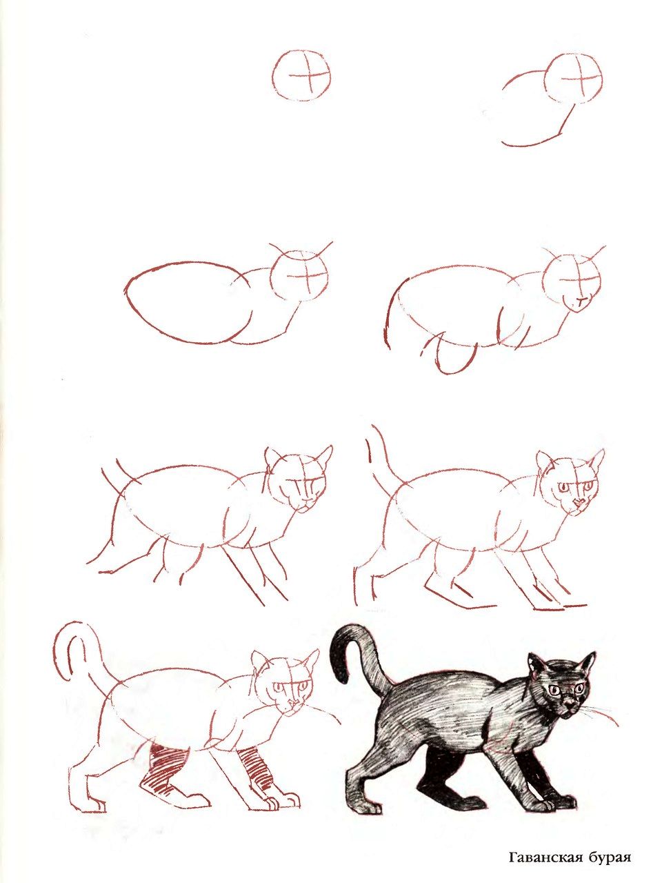 Нарисовать кошку поэтапно для детей. Поэтапное рисование кота. Схема рисования кошки. Кот для рисования. Пошаговое рисование кота.
