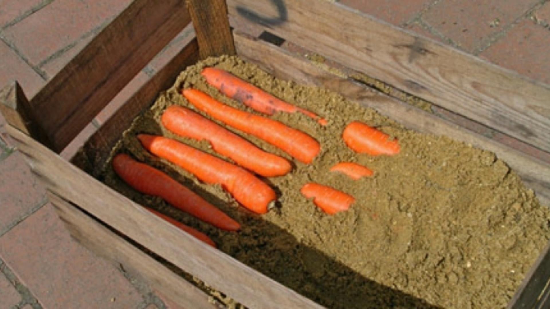 Морковь в ящике