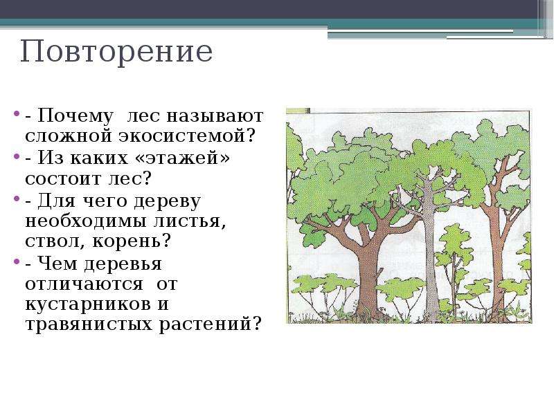 Почему повторить. Лес сложная экосистема. Экосистема ствола дерева. Кустарники экосистемы леса. Презентация этажи леса 3 класс.