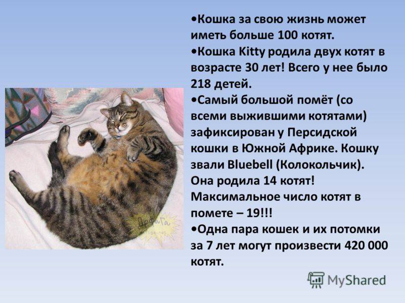 Текст описание кошки 2 класс. Рассказ о котах. Рассказ про кота. Рассказ о домашних кошках. Описание моего кота.
