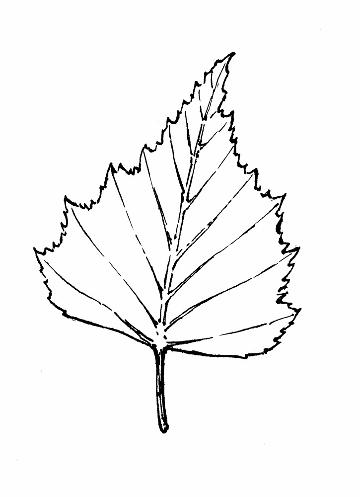 Ветка с листьями рисунок карандашом